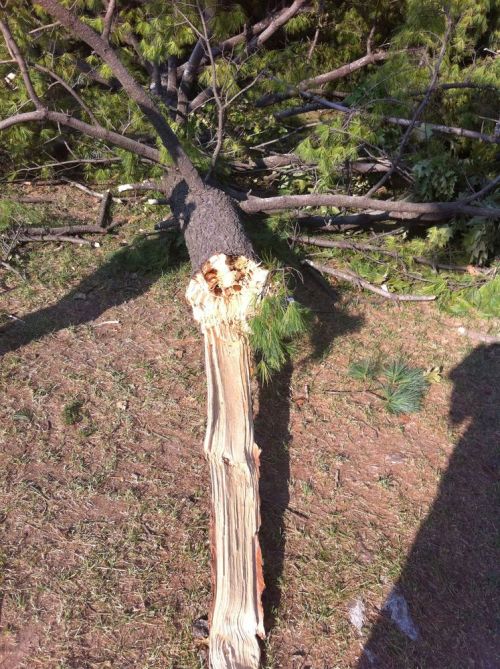 Tree-damage2